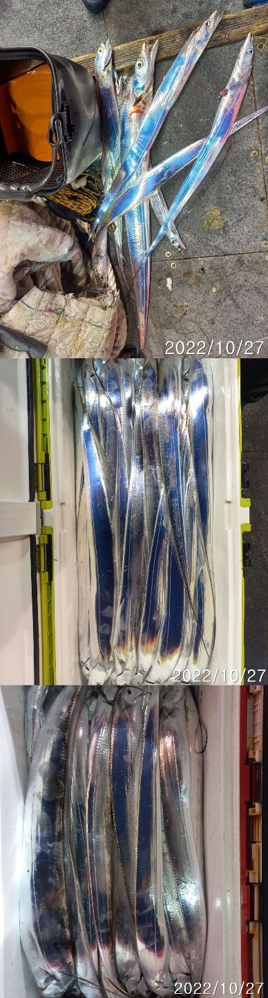 완도 명성호 갈치