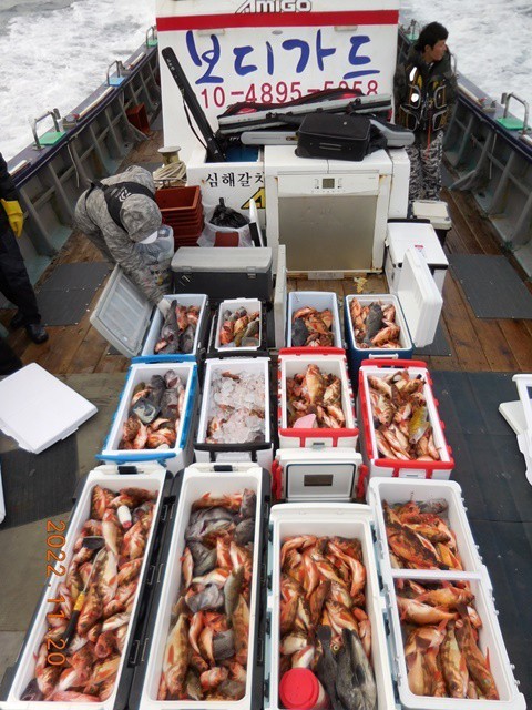 진도 우럭 열기