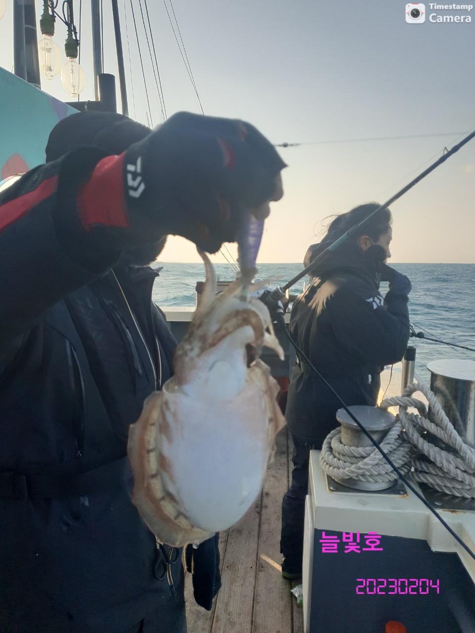 완도 심해갑오징어