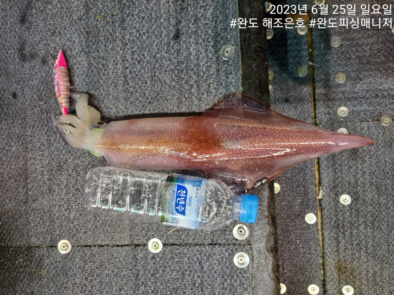 완도6월24일 한치 갈치