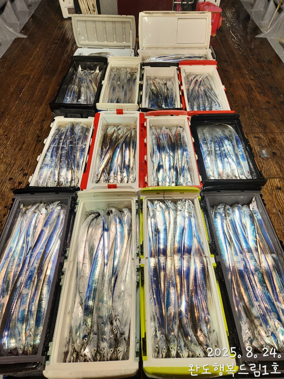 2025년8월23일 완도갈치