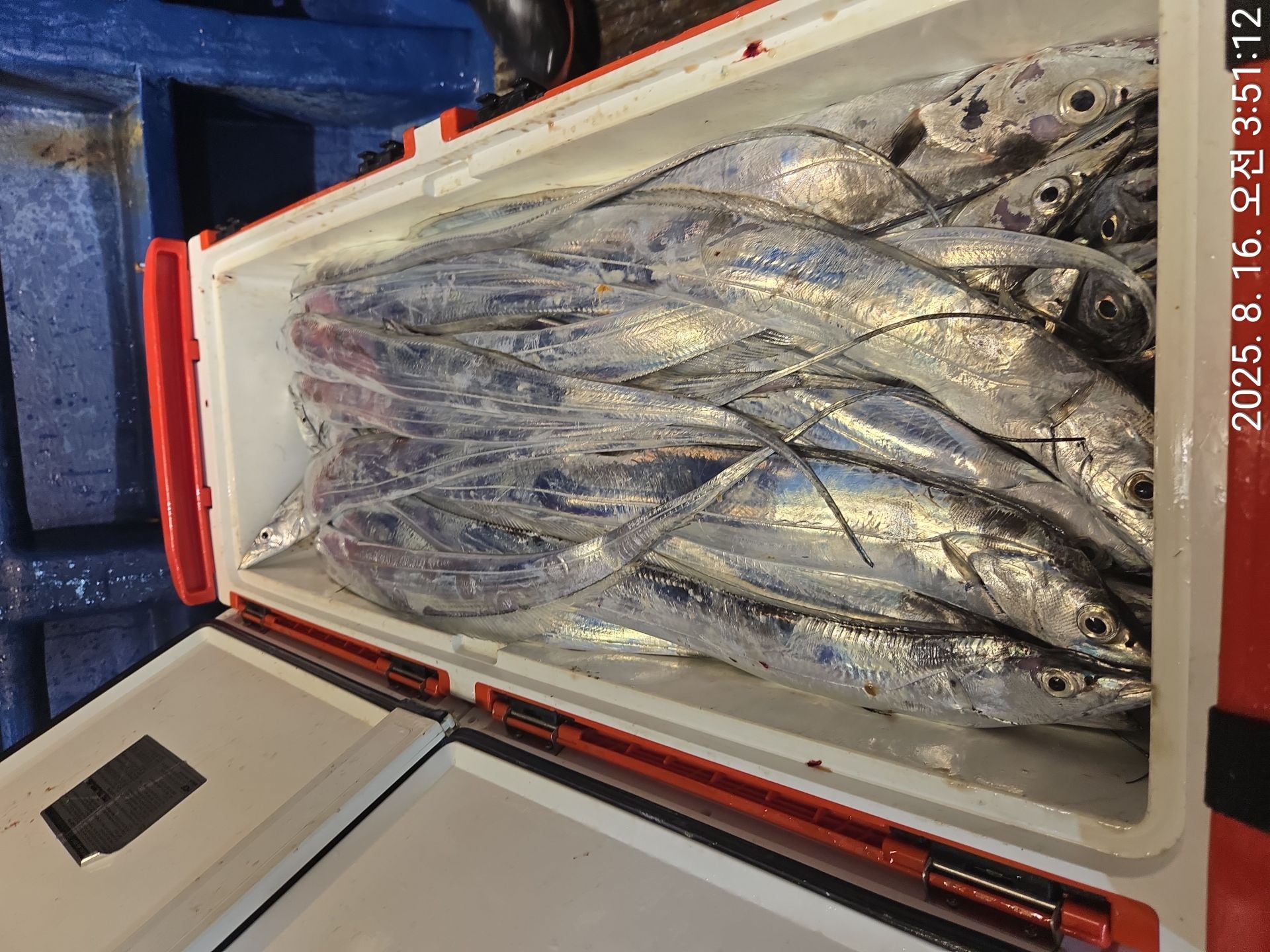 2025년8월15일 완도갈치