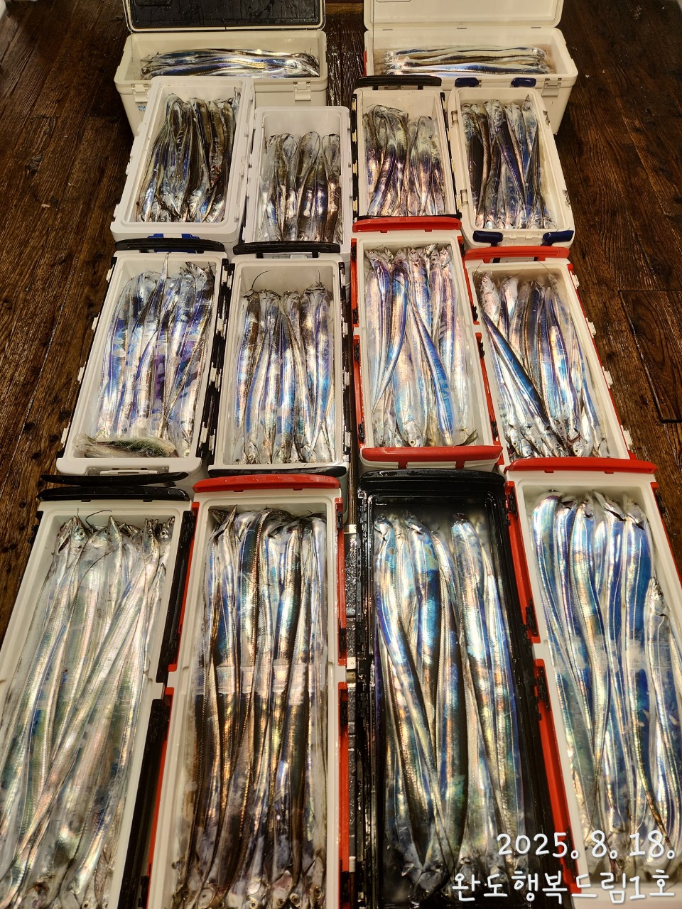 2025년8월17일 완도갈치