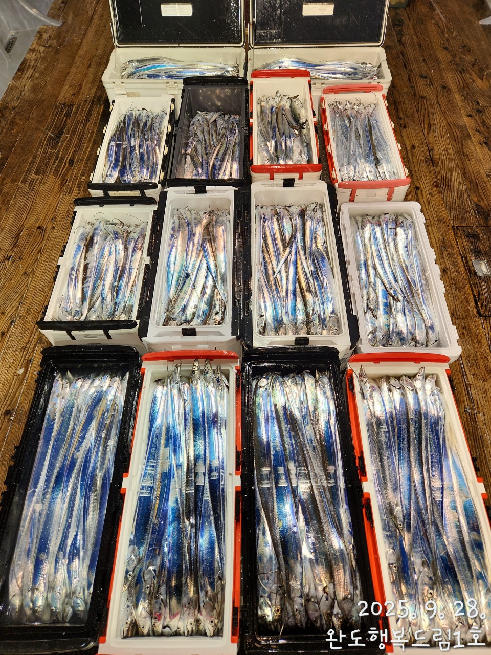 2025.09.27 완도갈치