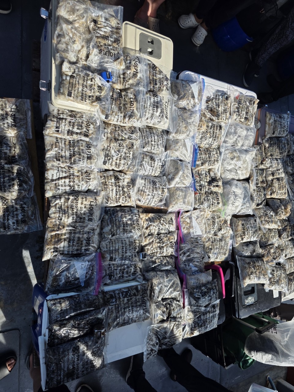 2025년9월2일 대천항쭈